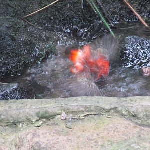 Brazilian Tanager - 07/09/15