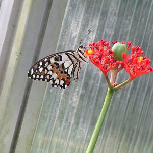 Butterfly - Species ID