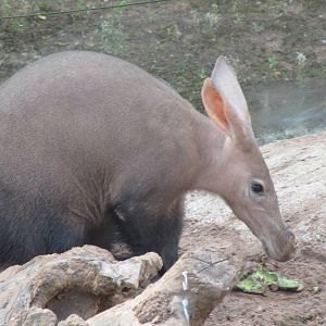 Aardvark - 07/09/15