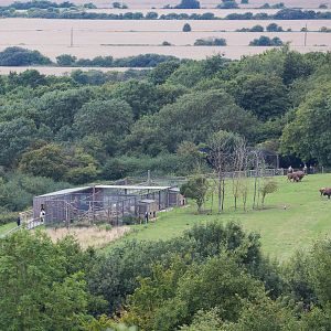 Pallas cat (exhibit); general view : Port Lympne : 29 Aug 2015