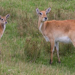 Kafue Flats lechwe : Port Lympne : 29 Aug 2015