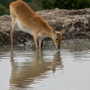 Kafue Flats lechwe : Port Lympne : 29 Aug 2015
