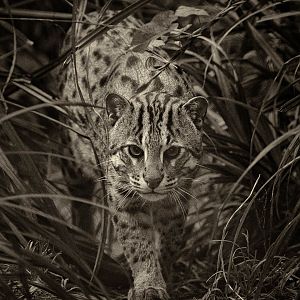 Fishing cat : Port Lympne : 29 Aug 2015