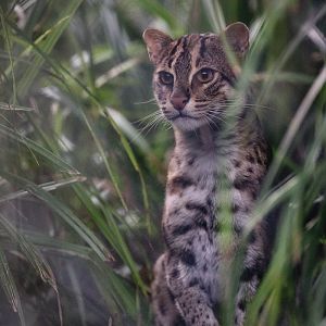 Fishing cat : Port Lympne : 29 Aug 2015