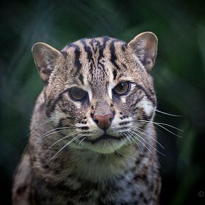 Fishing cat : Port Lympne : 29 Aug 2015