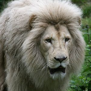 white lion