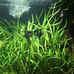 freshwater angelfish