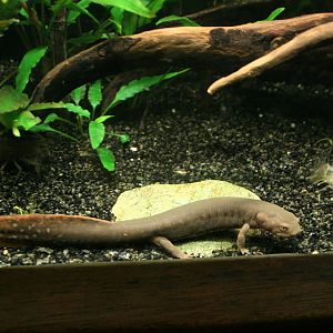 Paddle-tailed newt