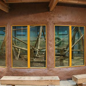 Mandrill indoor enclosure
