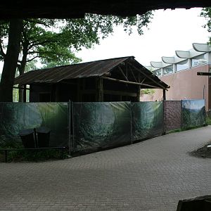 Red river hog stable under constuction