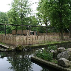 temporary Red river hog exhibit