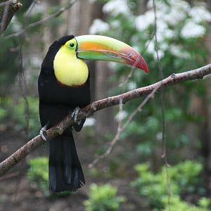 Keel-billed toucan
