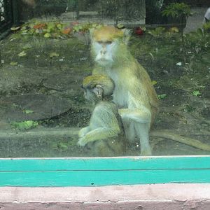 PATAS MONKEY SAN JUAN ARAGON ZOO