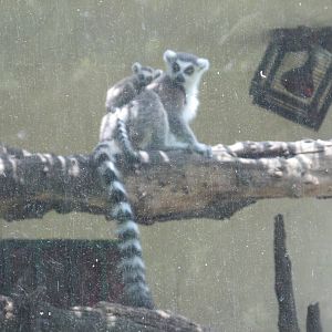 RING TAIL LEMURS SAN JUAN ARAGON ZOO