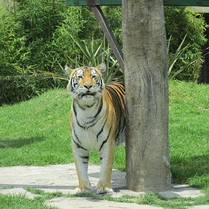 BENGAL TIGER SAN JUAN ARAGON ZOO