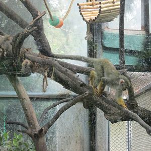 SQUIRREL MONKEY SAN JUAN ARAGON ZOO