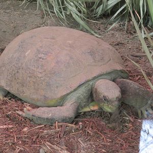 mexican desert tortoise san juan de aragon zoo