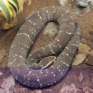 cantil san juan aragon zoo