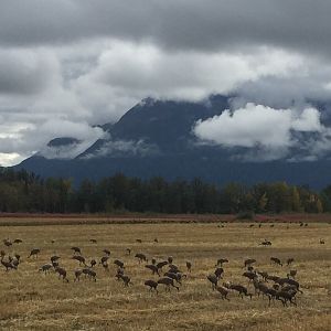 Sandhill Cranes - Alaska