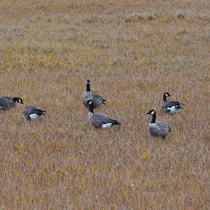 Cackling Geese - Alaska