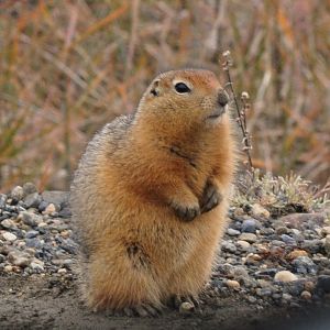 Arctic Ground Squirrel - Alaska