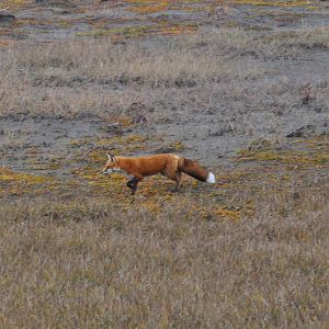 Red Fox - Alaska