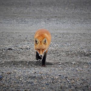 Red Fox - Alaska