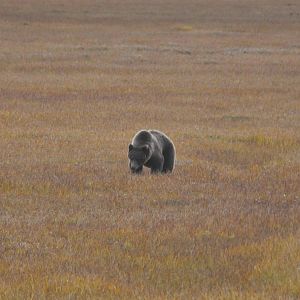 Brown Bear - Alaska