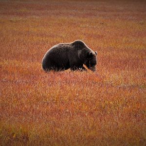 Brown Bear - Alaska