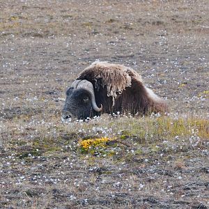 Musk Ox - Alaska
