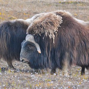 Musk Ox - Alaska