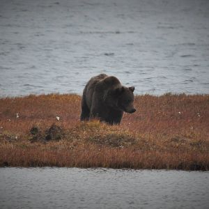 Brown Bear - Alaska