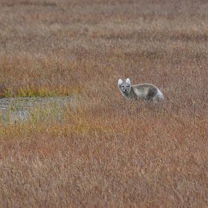 Arctic Fox - Alaska