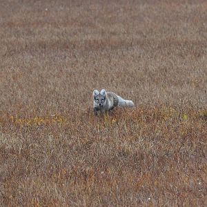 Arctic Fox - Alaska