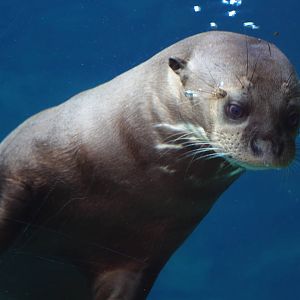 Amazon Flooded Forest - Giant Otter
