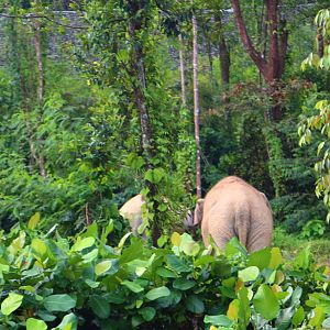 River Safari Cruise - Asian Elephants