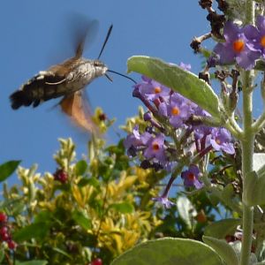 Hummingbird Hawk Moth, Paignton, September 2015