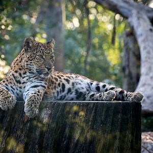 North Chinese leopard : Howletts : 28 Aug 2015