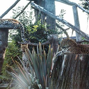 North Chinese leopard : Howletts : 28 Aug 2015