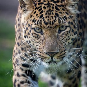 North Chinese leopard : Howletts : 28 Aug 2015