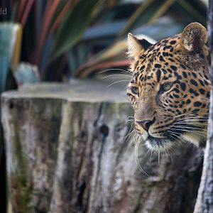 North Chinese leopard : Howletts : 28 Aug 2015