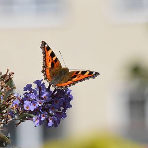 Small Tortoiseshell butterfly