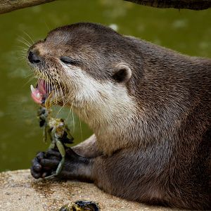 Oriental Small Clawed otter