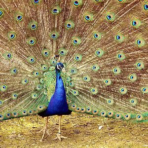 displaying Indian Peacock