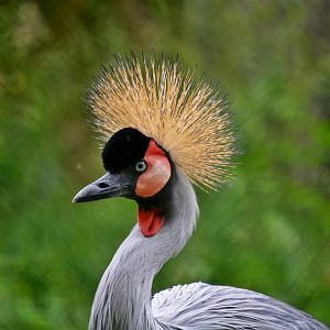 Crowned Crane