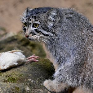 Female Pallas Cat