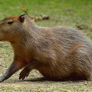Capybara