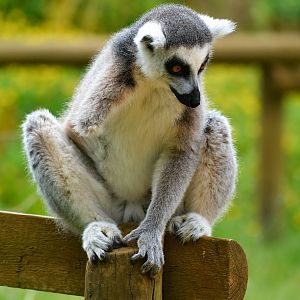 Ring Tailed Lemur