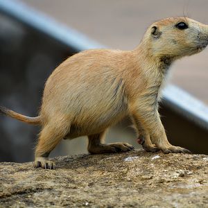 black tailed prairie dog