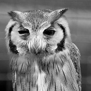white faced scops owl